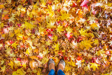 standing in autumn yellow leaves 
