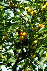 Apple tree in the garden. Red and yellow ranetka apples. For wallpaper, background and postcards.