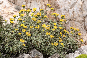 The plant (Phlomis fruticosa) close-up