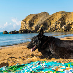 The black dog lies on the sandy seashore.