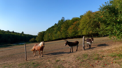 Ecole river , horse and  donkeys in the hills of the French Gatinais regional nature park