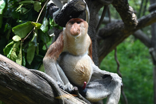 Proboscis monkey at Singapore Zoo