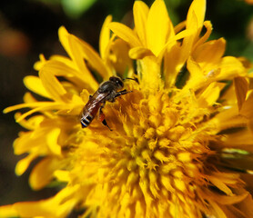closeup macro photo of a bee sitting on a yellow flower under the sunlight