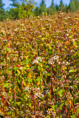 Buckwheat field - ready for harvesting