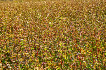Obraz premium Buckwheat field - ready for harvesting