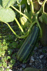 large striped zucchini summer squash with hairy stem and leaf