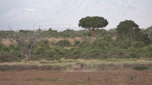 Kenya. Two zebras in the savannah.