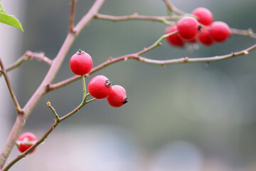 Rosehip berries on bush growing in the autumn forest. Ripe medicinal fruits of briars, healing plants