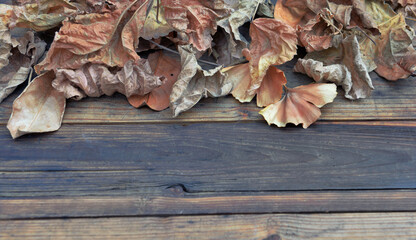 brown dead leaves of various tree on a wooden table