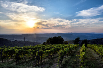 vineyard at sunset