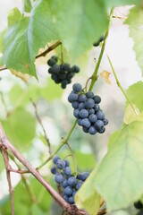 Vine
