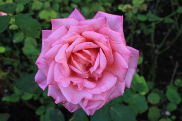pink rose