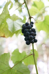 Vine
