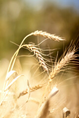 Ripening of rye and wheat ears. Rich harvest Concept. Selective focus. Blur effect