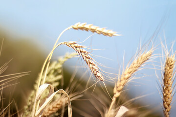 Ripening of rye and wheat ears. Rich harvest Concept. Selective focus. Blur effect