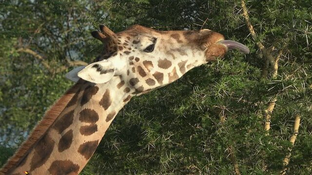Close up of a Rothschild's giraffe (giraffa camelopardalis rothschildi) eating