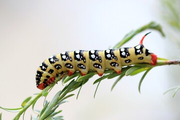 Bright caterpillar Hyles euphorbia on a blade of grass