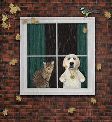 A dog with a cat are looking through the window. The leaves falls. It's raining. The autumn has come.