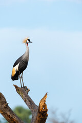 Grey Crowned Crane (Balearica regulorum) perching on a broken tree with a blue sky in the background