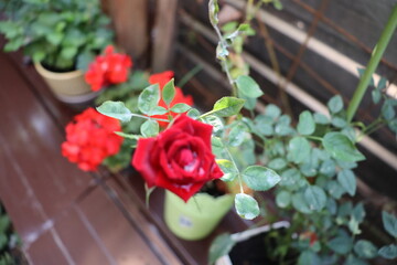 red rose in a pot