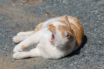 あくびをする猫　　茶白猫