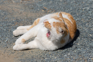 あくびをする猫　　茶白猫