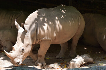 White rhino at Singapore Zoo, Singapore