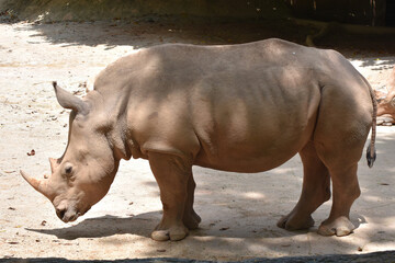 Obraz premium White rhino at Singapore Zoo, Singapore