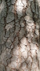 bark of a tree