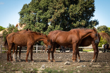 Caballos en grupo
