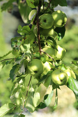 Grüner Apfel am Baum