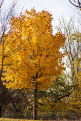 Autumn colors, trees with yellow leaves. Spain