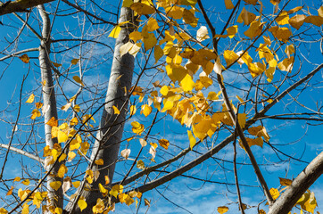 Autumn colors, trees with yellow leaves. Spain