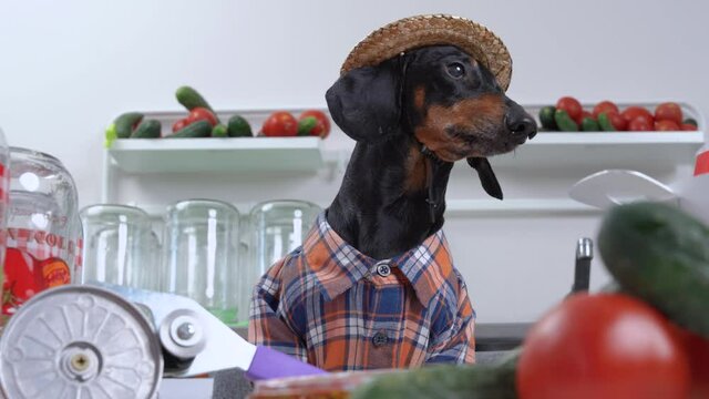 Funny dachshund dog in farmer costume with plaid shirt and straw hat prepares equipment and products for canning vegetables for the winter at home, front view.