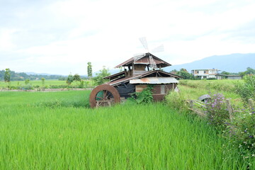 Obraz premium landscape with rice fields in nature background