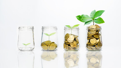 business financial planning concept. coins in jar with green plant growth up on white background....
