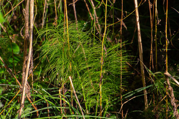 Fototapeta premium Wood horsetail in the forest, also called Equisetum sylvaticum or Wald Schachtelhalm