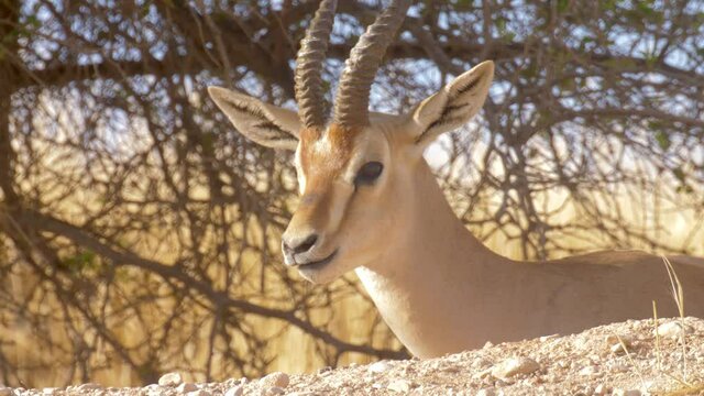 Mountain Gazelle Buck In The Wild
Close Up View Jordan Valley, Israel
