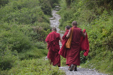 monks walking in the woods