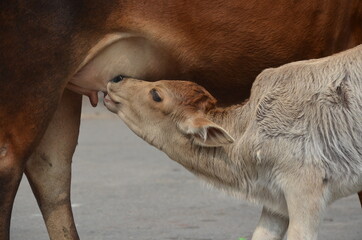 Cow naturally breastfeeding her calf 