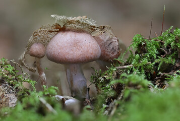 Mushroom family under old leaf