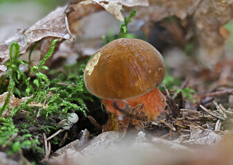 Neoboletus luridiformis