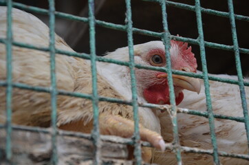 chicken in cage