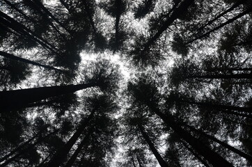 sky through high trees in forest