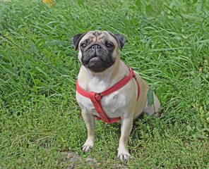 Fototapeta premium pug breed