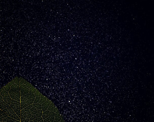 Macro shot of a flower petal with splashes and drops of water. Texture of leaf and petal on a...