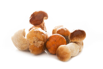 Forest autumn mushrooms isolated on a white background
