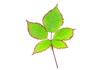 Green leaves of blackberry isolated on a white background. Autumn leaf of blackberry. Green leaves