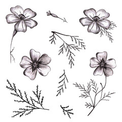 Set of Black Hand-Drawn Isolated Flower. Monochrome Botanical Plant Illustration in Sketch Style. Thin-leaved Marigolds for Print, Tattoo, Design, Holiday, Wedding and Birthday Card.
