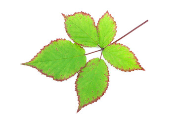 Green leaves of blackberry isolated on a white background. Autumn leaf of blackberry. Green leaves
